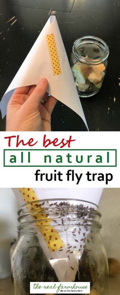 The Best DIY Fruit Fly Trap for Getting Rid of Fruit Flies