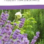 Lavender in a garden