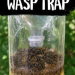 DIY Wasp Trap