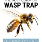 Wasp on white background