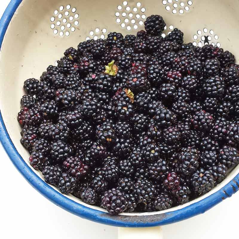 Blackberrying tips - everything you need to know about picking blackberries with kids