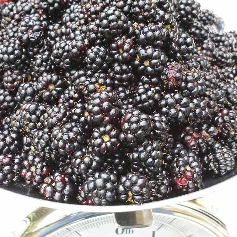 Blackberrying tips - everything you need to know about picking blackberries with kids