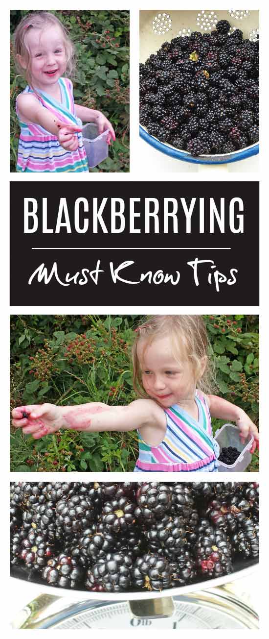 Blackberrying tips - everything you need to know about picking blackberries with kids