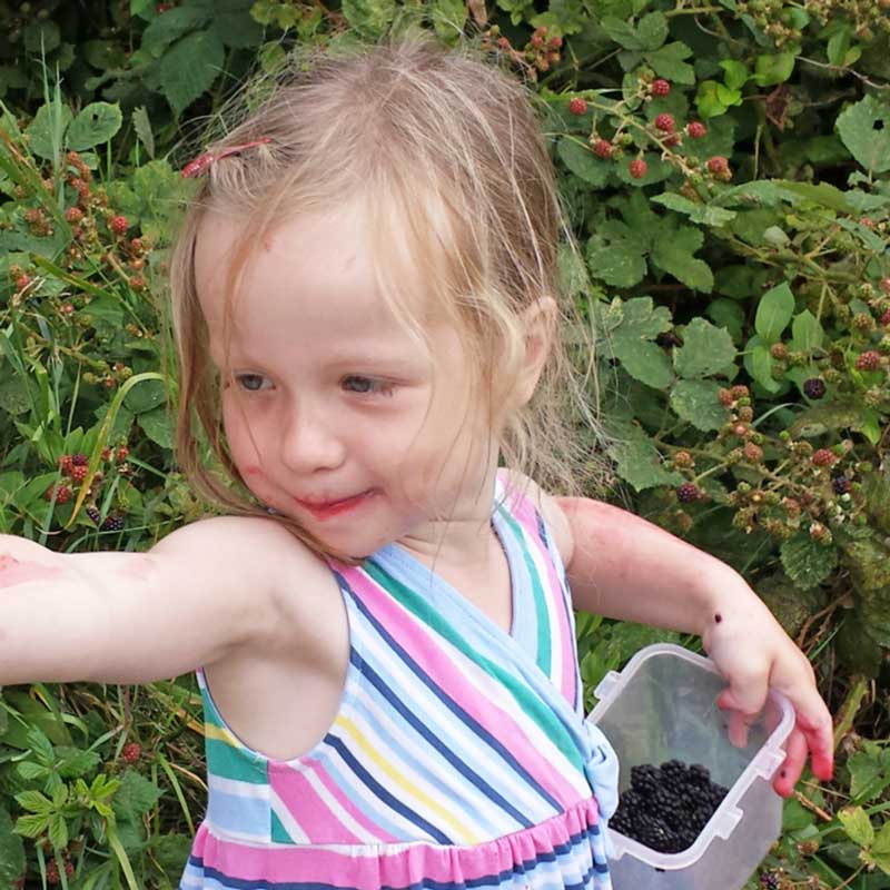 Blackberrying tips - everything you need to know about picking blackberries with kids