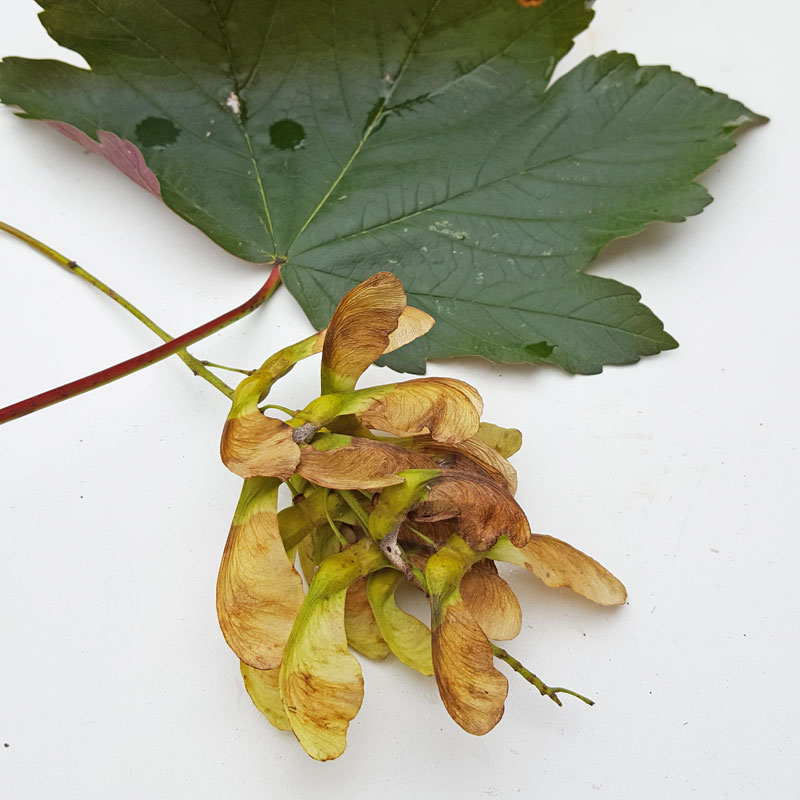 Autumn Tree Detectives - encourage children to observe all the different types of seeds and nuts and berries that grow on our trees in Fall and all the different ways they propogate themselves