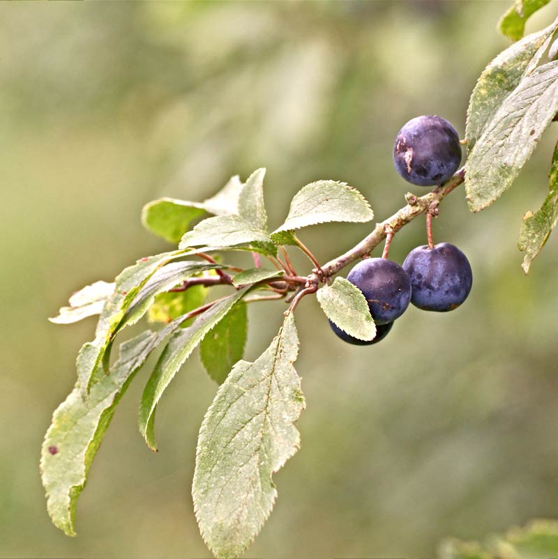 Foraging with kids - simple safety tips for foraging with kids including best fruit and nuts to pick