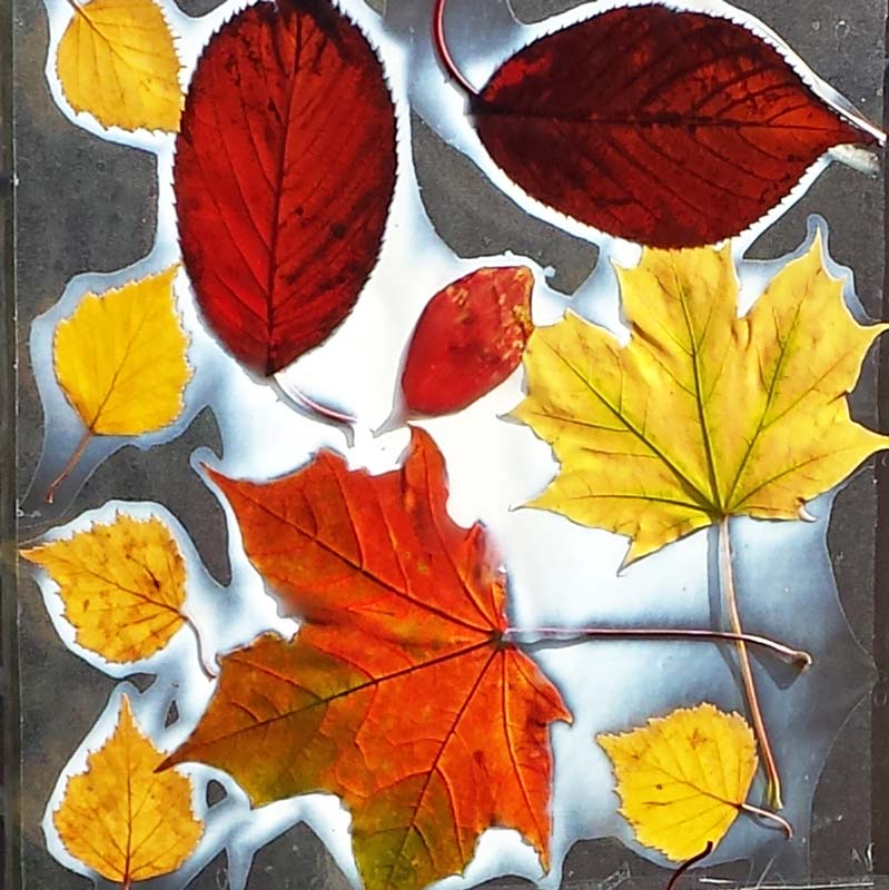 Leaf crafts - a simple leaf craft that helps kids appreciate the loveliness of autumn leaves and all the colours of Fall