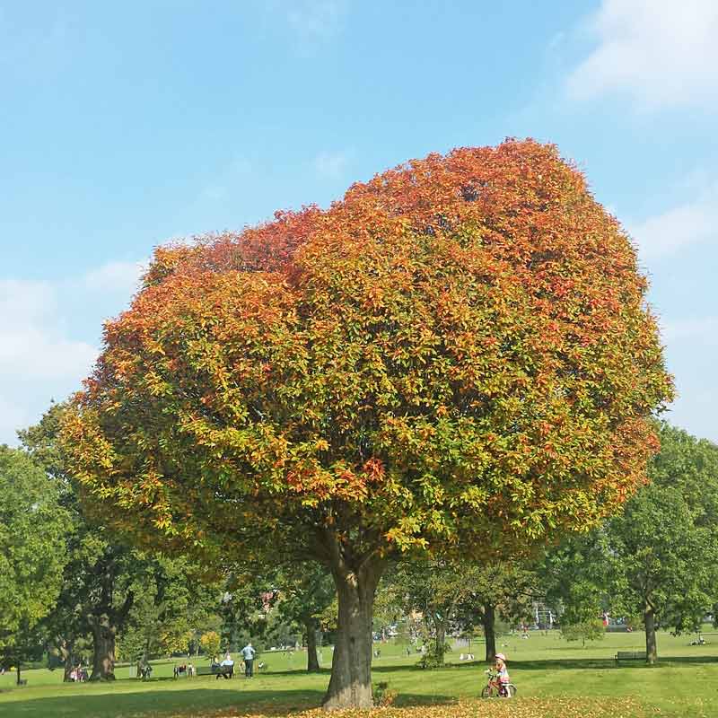 Leaf crafts - a simple leaf craft that helps kids appreciate the loveliness of autumn leaves and all the colours of Fall