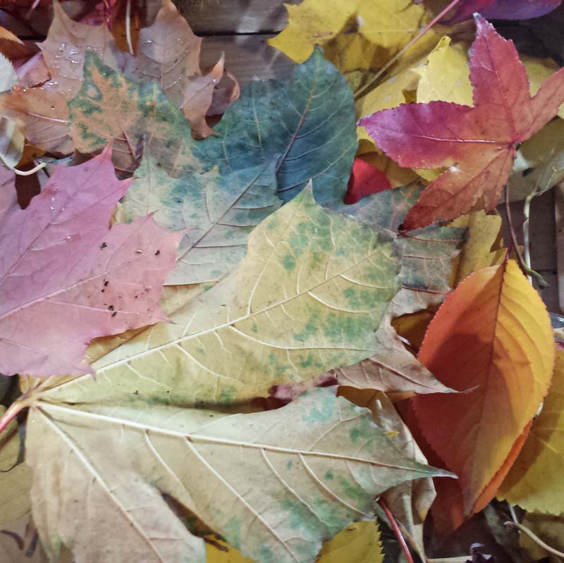 Leaf crafts - a simple leaf craft that helps kids appreciate the loveliness of autumn leaves and all the colours of Fall