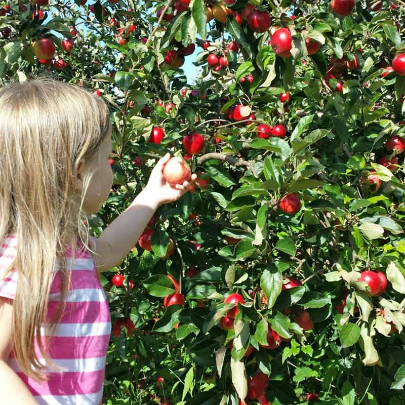 Storing apples - store your apples for months and months with the one clever trick