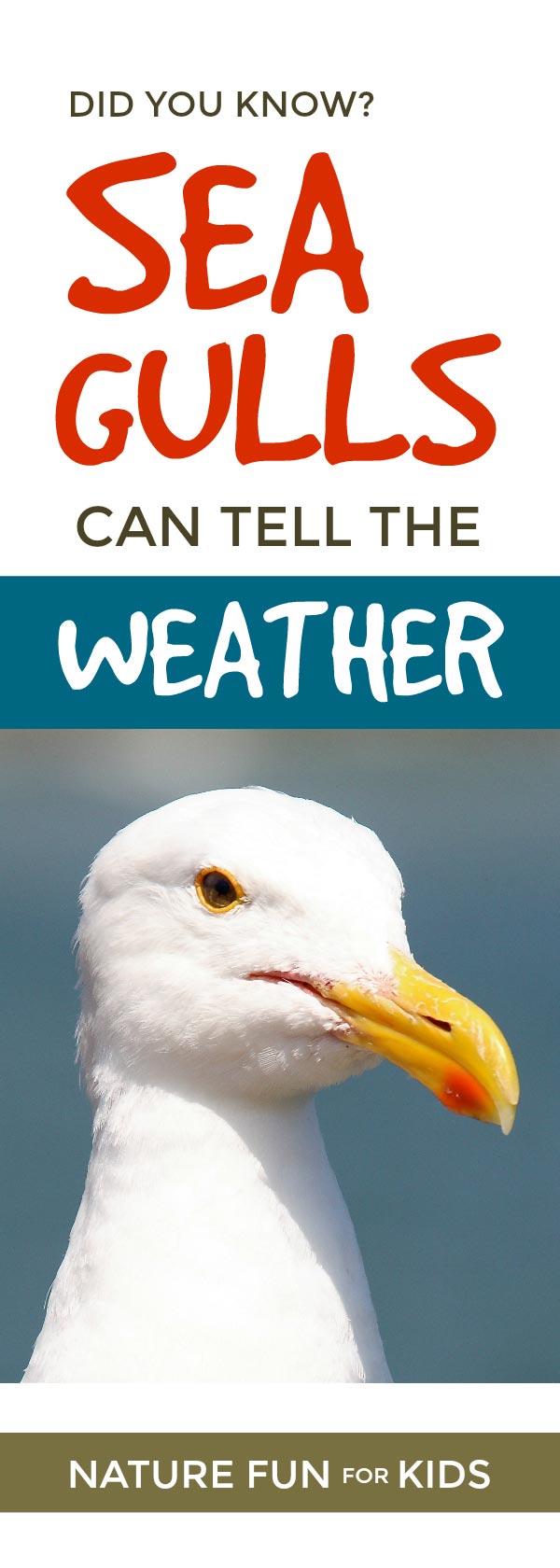 Did you know seagulls can tell the weather  ... #birds #nature 