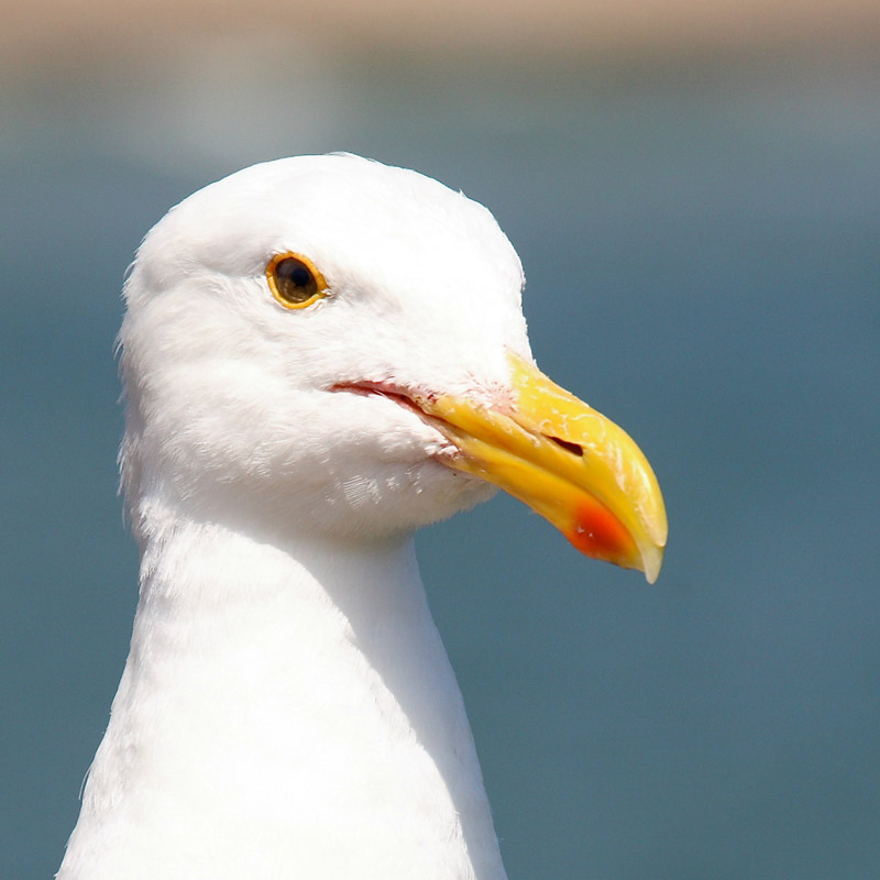 Did you know seagulls can tell the weather  ... #birds #nature 