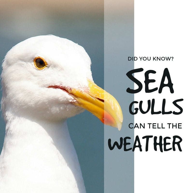 Did you know seagulls can tell the weather  ... #birds #nature 