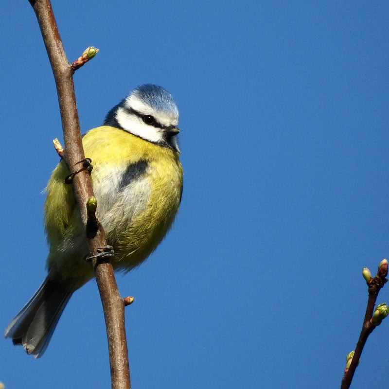 Inspire your little naturalist - get to know your garden birds with your kids  #naturelover #wildlife #birds