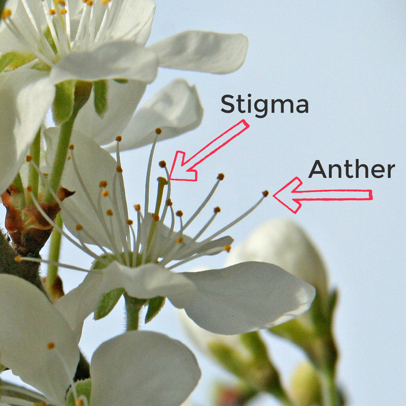 Blossom pollination - blossom needs pollen from a different flower's anther to be delivered to the stigma through which an ovule can be fertilised #plantscience #blossom #STEM #nature #stigma #anther #flowers #trees