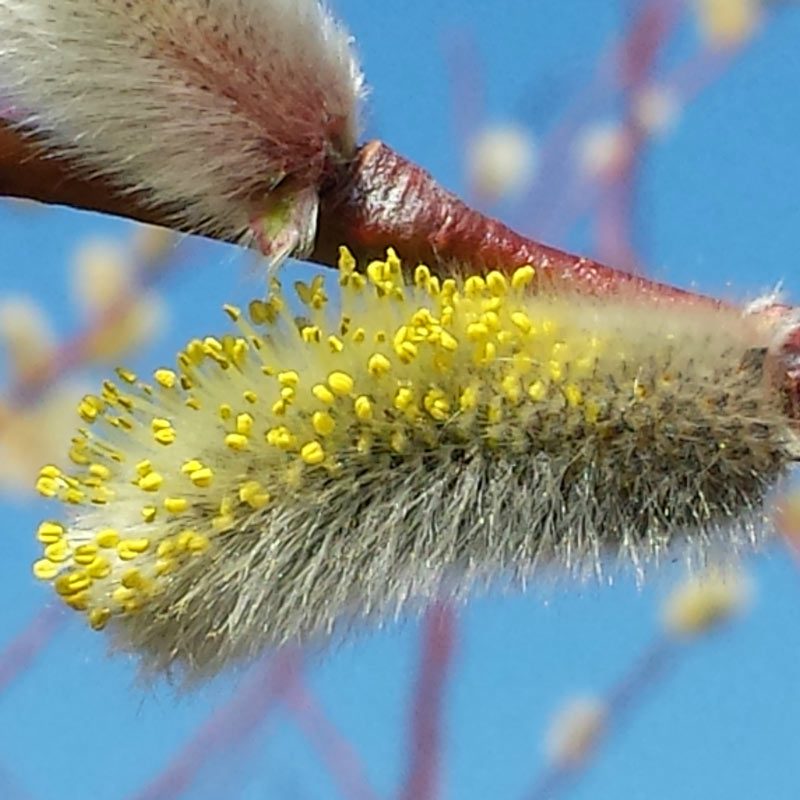 Simple ways to explore catkins with kids and help them understand how they are pollinated so the tree grows new seeds and fruit #nature #plants #trees #pollination