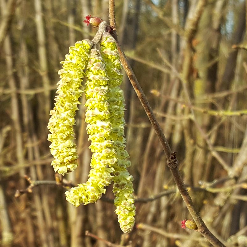 Simple ways to explore catkins with kids and help them understand how they are pollinated so the tree grows new seeds and fruit #nature #plants #trees #pollination
