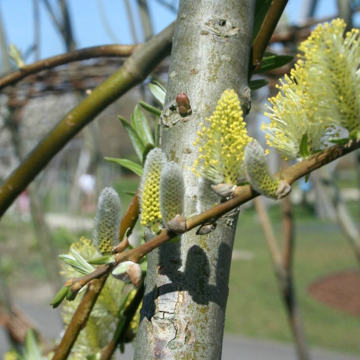 Simple ways to explore catkins with kids and help them understand how they are pollinated so the tree grows new seeds and fruit #nature #plants #trees #pollination