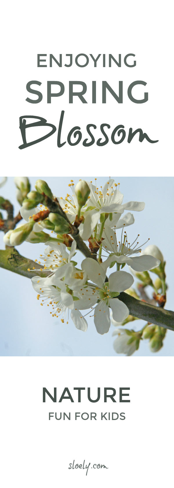 Enjoying blossom with kids - simple ways to enjoy the spring blossom and discover how it helps pollination and the growth of new seeds and fruit on a tree #blossom #trees #nature #naturelover #pollination #plantscience