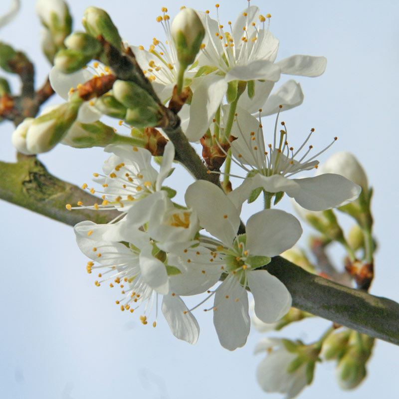 Enjoying blossom with kids - simple ways to enjoy the spring blossom and discover how it helps pollination and the growth of new seeds and fruit on a tree  #blossom #trees #nature #naturelover #pollination #plantscience