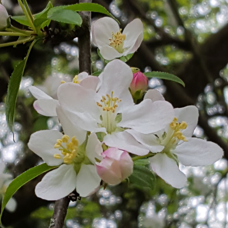 Enjoying blossom with kids - simple ways to enjoy the spring blossom and discover how it helps pollination and the growth of new seeds and fruit on a tree  #blossom #trees #nature #naturelover #pollination #plantscience
