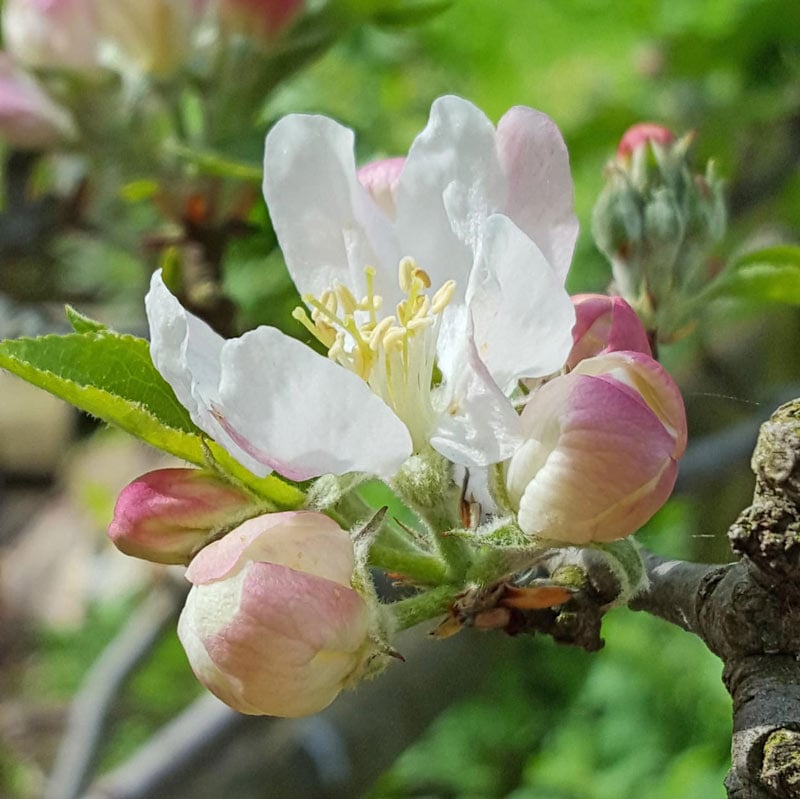 Enjoying blossom with kids - simple ways to enjoy the spring blossom and discover how it helps pollination and the growth of new seeds and fruit on a tree  #blossom #trees #nature #naturelover #pollination #plantscience