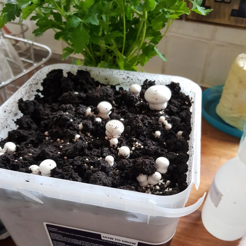 Growing mushrooms with kids - a lovely simple gardening activity that lets kids explore the science of fungi #gardening #gardenwithkids #mushrooms #plants #fungi #science #STEM