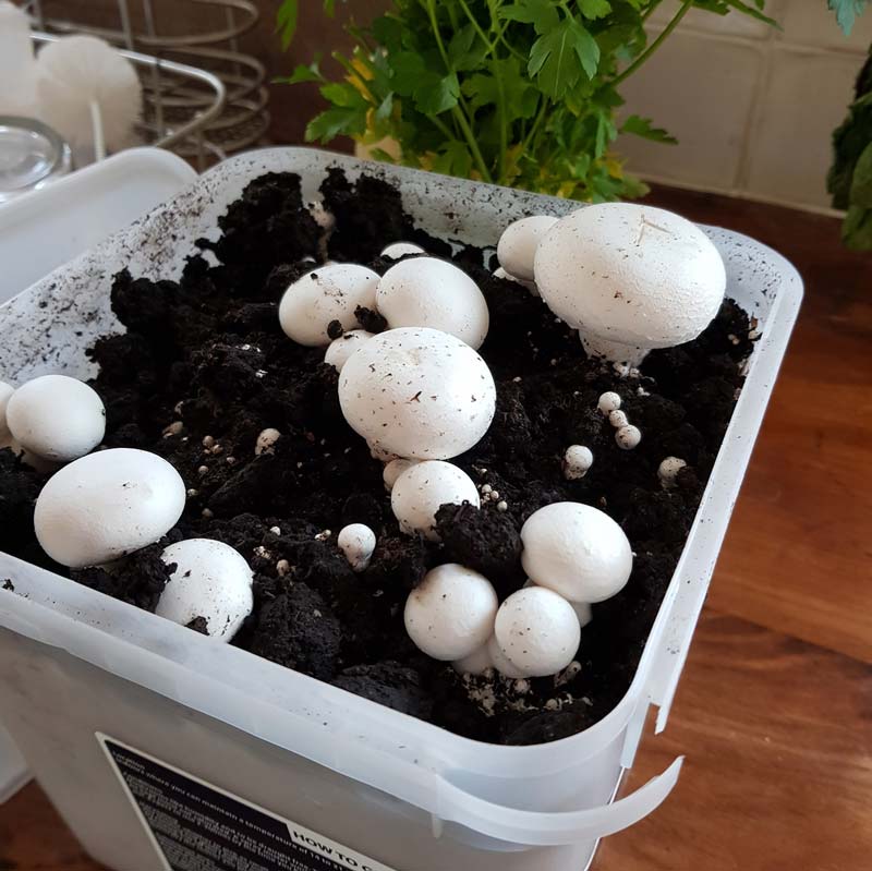 Growing mushrooms with kids - a lovely simple gardening activity that lets kids explore the science of fungi #gardening #gardenwithkids #mushrooms #plants #fungi #science #STEM