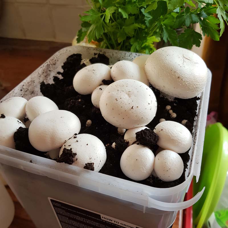 Growing mushrooms with kids - a lovely simple gardening activity that lets kids explore the science of fungi #gardening #gardenwithkids #mushrooms #plants #fungi #science #STEM