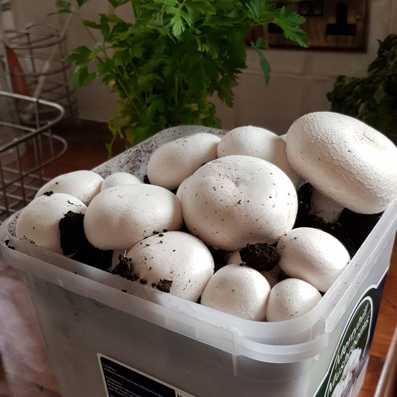 Growing mushrooms with kids - a lovely simple gardening activity that lets kids explore the science of fungi #gardening #gardenwithkids #mushrooms #plants #fungi #science #STEM