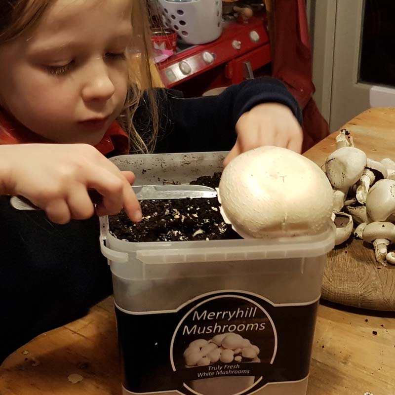 Growing mushrooms with kids - a lovely simple gardening activity that lets kids explore the science of fungi #gardening #gardenwithkids #mushrooms #plants #fungi #science #STEM