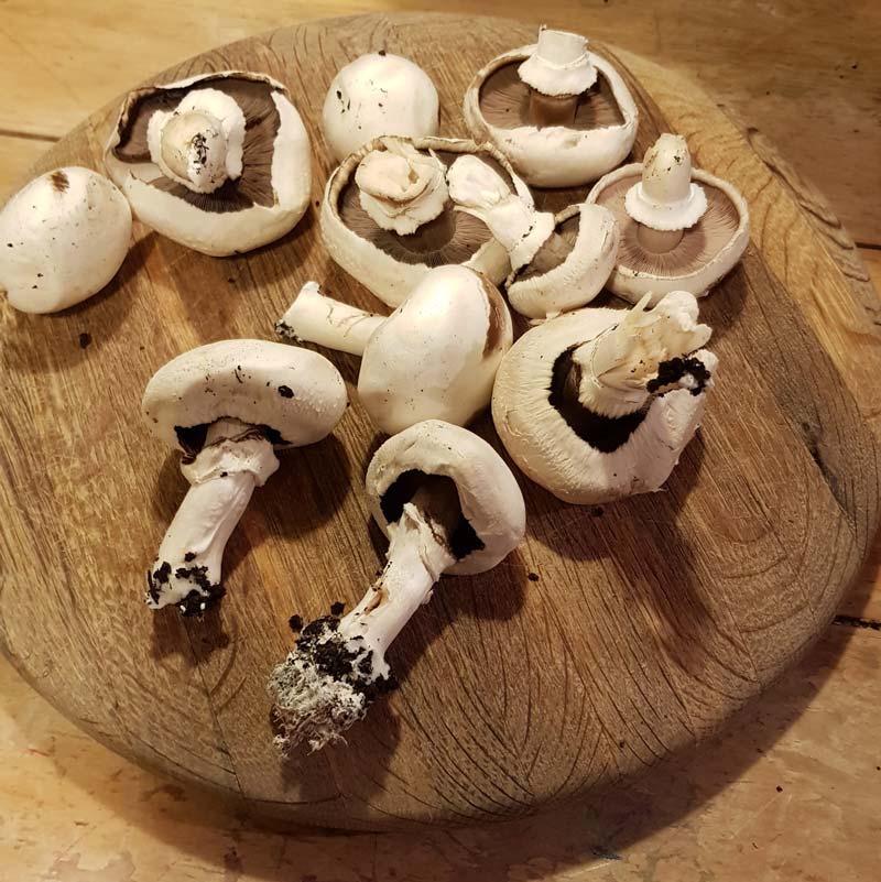 Growing mushrooms with kids - a lovely simple gardening activity that lets kids explore the science of fungi #gardening #gardenwithkids #mushrooms #plants #fungi #science #STEM