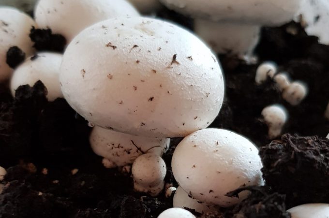 Growing mushrooms with kids - a lovely simple gardening activity that lets kids explore the science of fungi #gardening #gardenwithkids #mushrooms #plants #fungi #science #STEM
