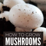 How To Grow Mushrooms