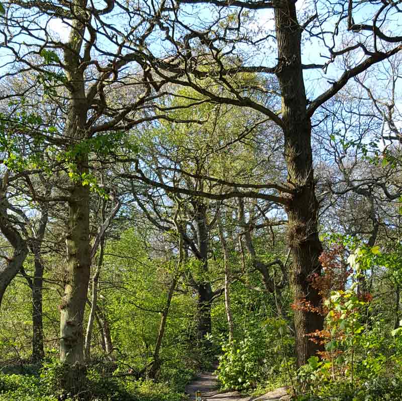 Oxleas Wood London - beautiful ancient woodland with stunning views across London and the perfect spot for family days out