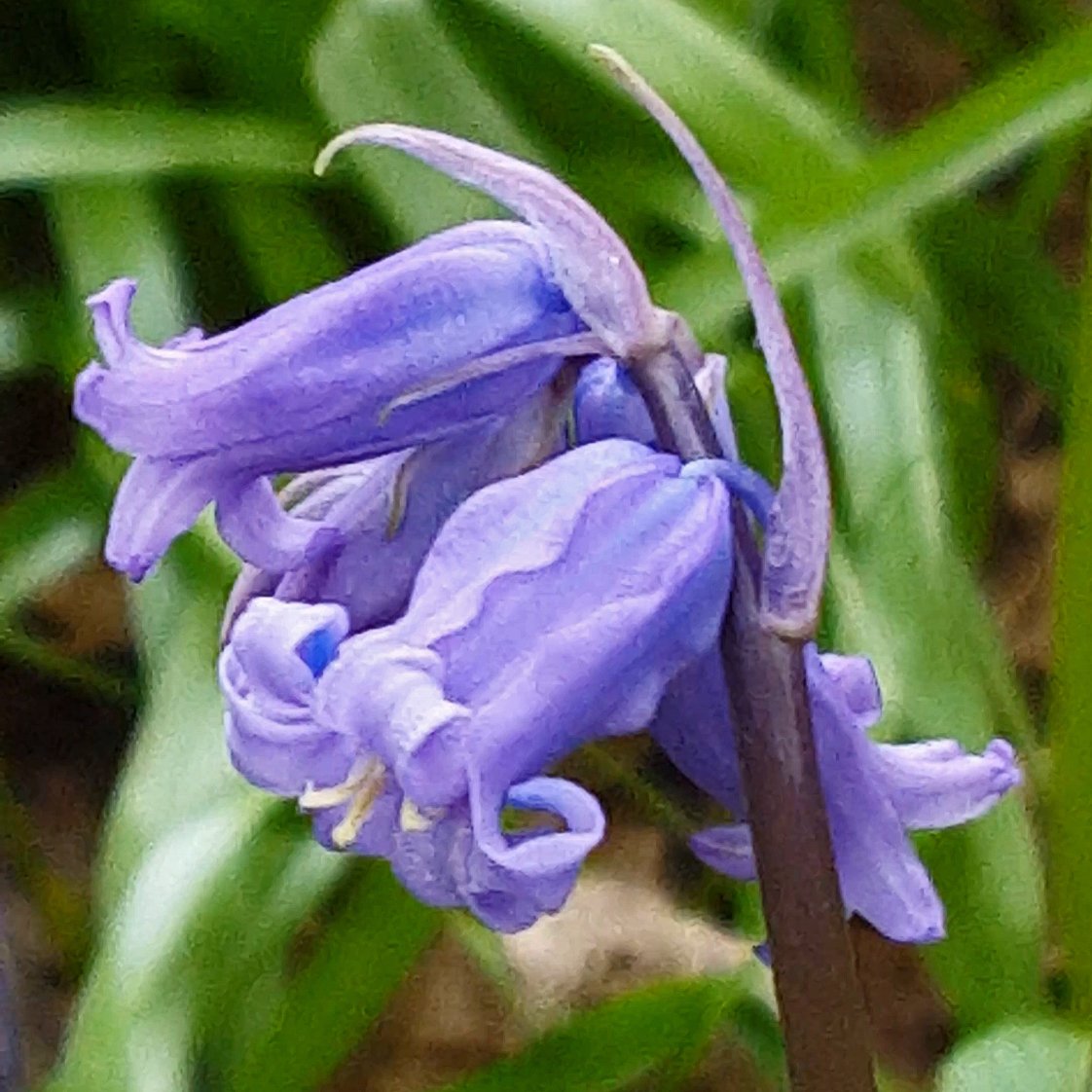 See like a bee wild flower nature hunt: - for a seriously fun wildflower nature hunt with kids learn to see what the bees see #flowers #wildflowers #bees #naturehunt #naturelover #flowers #pollination #plantscience