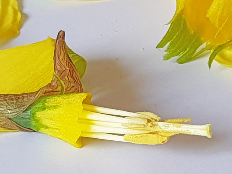 Dissecting Daffodils How to simply dissect daffodils with children to help them understand the parts of the flower, what happens during pollination and discover the secret eggs hidden inside the daffodil that are waiting to be pollinated #daffodils #flowers #pollination #nature #naturestudy #naturelover #STEAM #plantscience #primaryscience