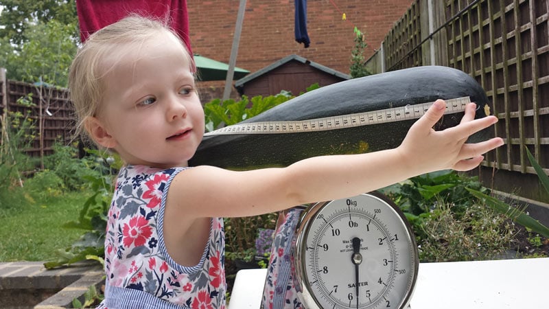 Growing courgettes with kids - courgettes are great fun to grow with kids as they are super easy, make scrumptious chocolate cake and are a wonderful opportunity to learn about plant science and pollination #courgette #zucchini #growingvegetables #gardeningwithkids #gardenwithkids #plantscience #pollination