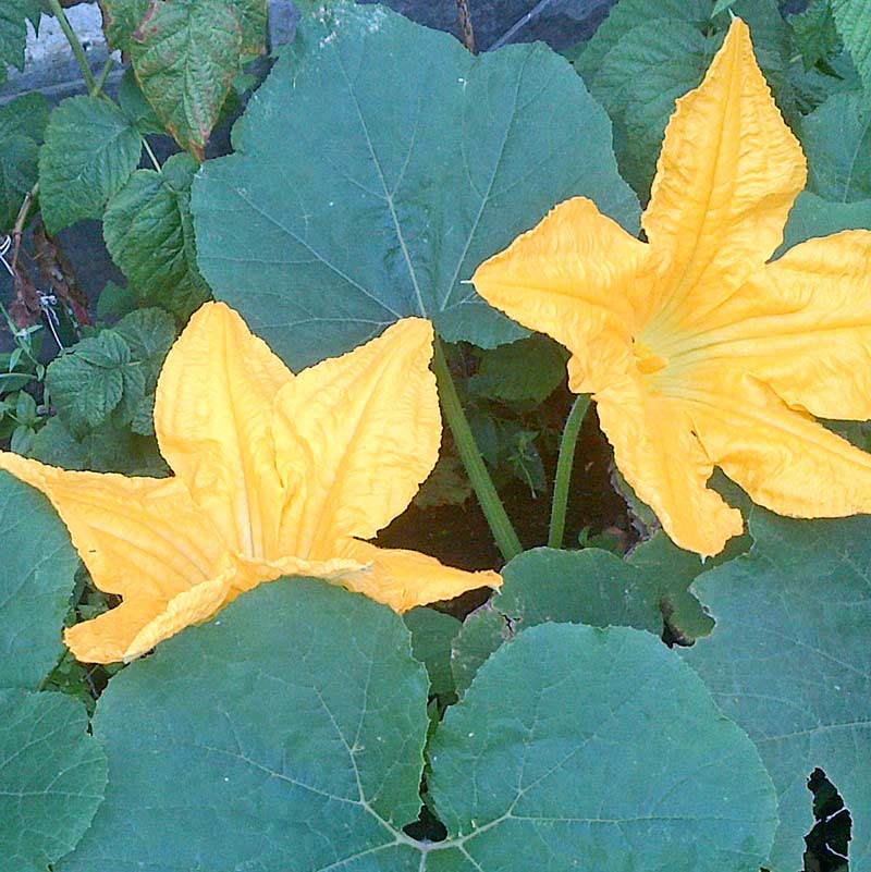 Growing courgettes with kids - courgettes are great fun to grow with kids as they are super easy, make scrumptious chocolate cake and are a wonderful opportunity to learn about plant science and pollination #courgette #zucchini #growingvegetables #gardeningwithkids #gardenwithkids #plantscience #pollination