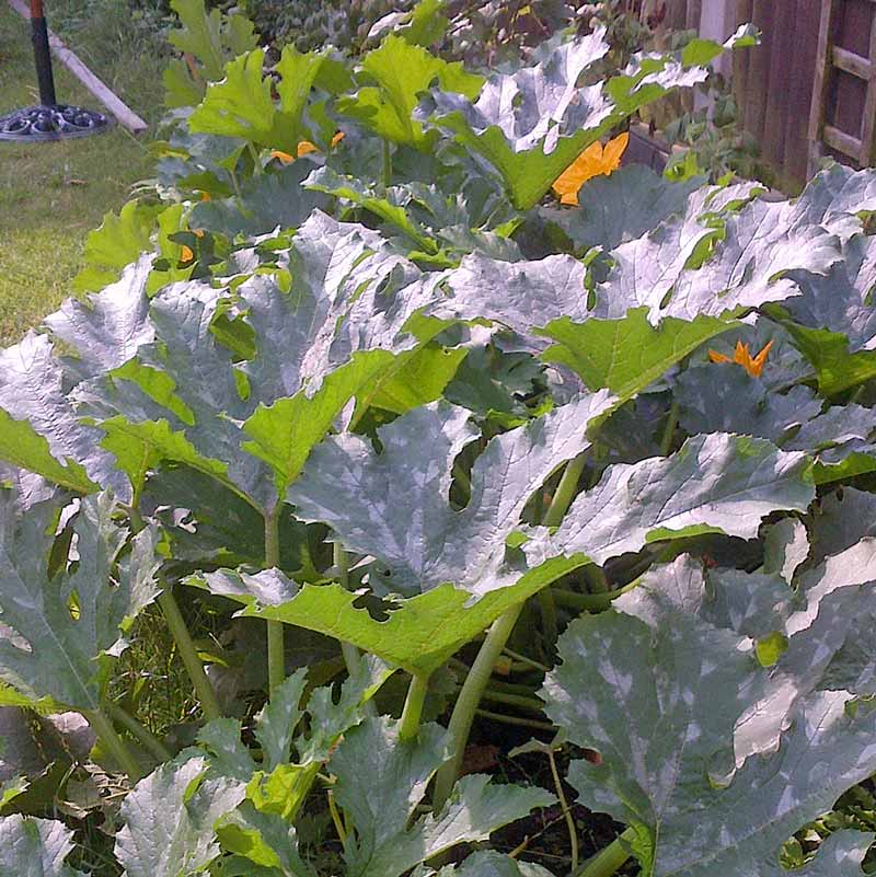 Growing courgettes with kids - courgettes are great fun to grow with kids as they are super easy, make scrumptious chocolate cake and are a wonderful opportunity to learn about plant science and pollination #courgette #zucchini #growingvegetables #gardeningwithkids #gardenwithkids #plantscience #pollination