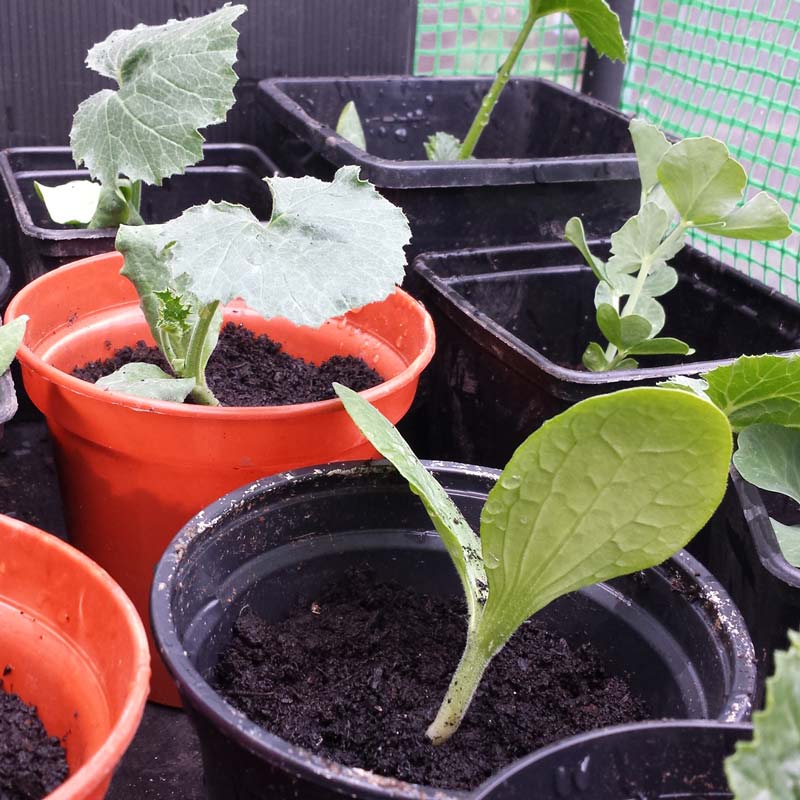 Growing courgettes with kids - courgettes are great fun to grow with kids as they are super easy, make scrumptious chocolate cake and are a wonderful opportunity to learn about plant science and pollination #courgette #zucchini #growingvegetables #gardeningwithkids #gardenwithkids #plantscience #pollination