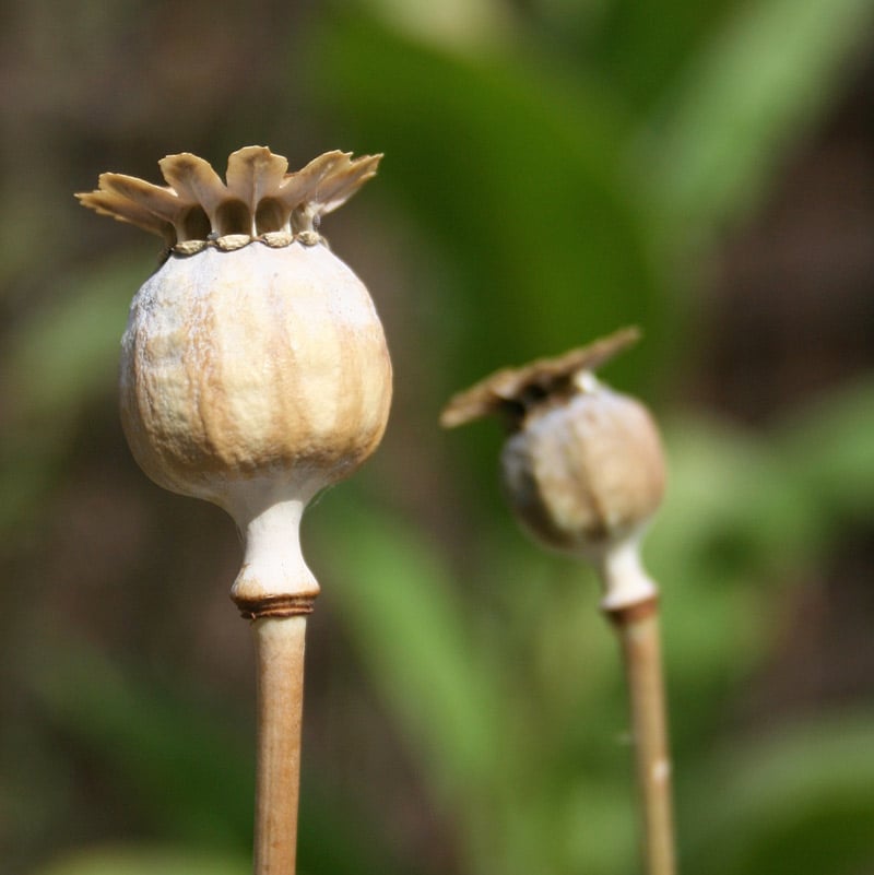 Poppy seed head printing - a lovely simple nature craft for kids that helps them explore natural shapes plus pollination and the lifecycle of flowers and seeds #flowers #poppies #nature #naturelover #printing #painting #naturecrafts #plantscience #lifecycle #seeds