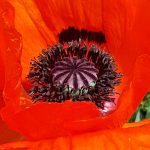 poppy-seed-head-printing