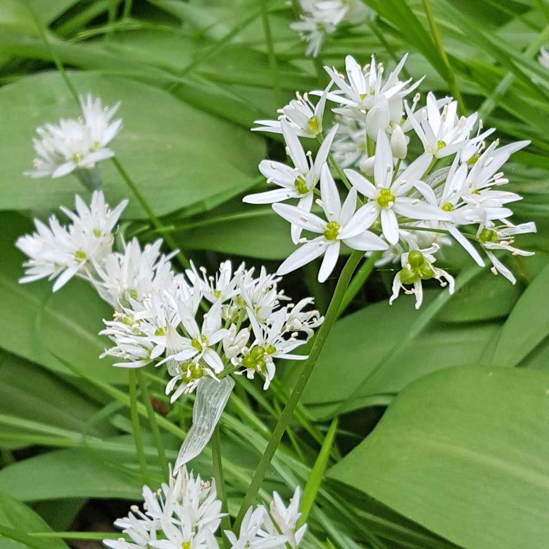 See like a bee wild flower nature hunt: - for a seriously fun wildflower nature hunt with kids learn to see what the bees see #flowers #wildflowers #bees #naturehunt #naturelover #flowers #pollination #plantscience