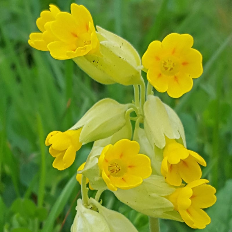 See like a bee wild flower nature hunt: - for a seriously fun wildflower nature hunt with kids learn to see what the bees see #flowers #wildflowers #bees #naturehunt #naturelover #flowers #pollination #plantscience