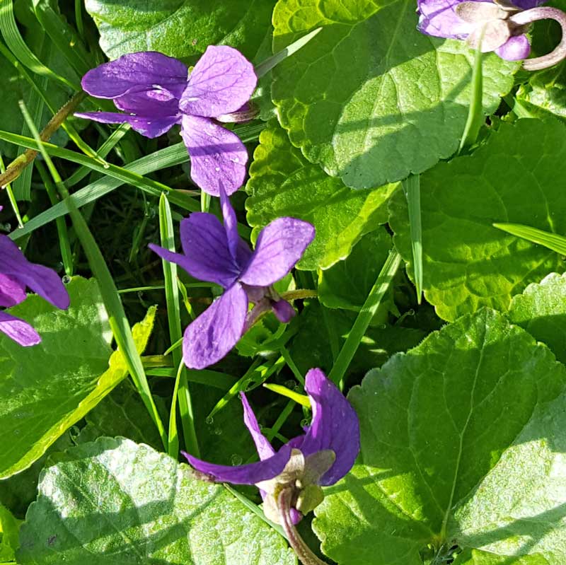 See like a bee wild flower nature hunt: - for a seriously fun wildflower nature hunt with kids learn to see what the bees see #flowers #wildflowers #bees #naturehunt #naturelover #flowers #pollination #plantscience