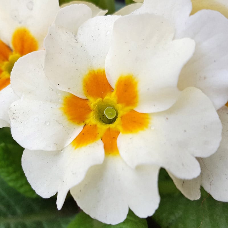 See like a bee wild flower nature hunt: - for a seriously fun wildflower nature hunt with kids learn to see what the bees see #flowers #wildflowers #bees #naturehunt #naturelover #flowers #pollination #plantscience