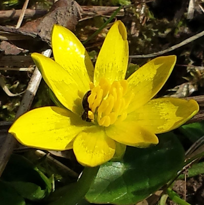 See like a bee wild flower nature hunt: - for a seriously fun wildflower nature hunt with kids learn to see what the bees see #flowers #wildflowers #bees #naturehunt #naturelover #flowers #pollination #plantscience