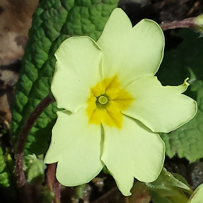 See like a bee wild flower nature hunt: - for a seriously fun wildflower nature hunt with kids learn to see what the bees see #flowers #wildflowers #bees #naturehunt #naturelover #flowers #pollination #plantscience