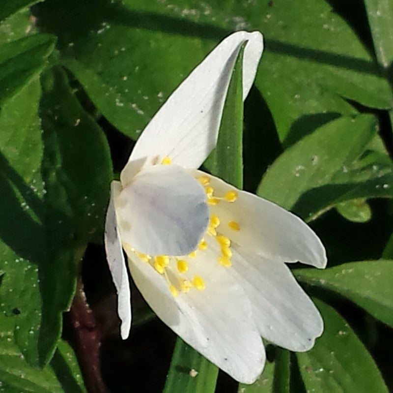 See like a bee wild flower nature hunt: - for a seriously fun wildflower nature hunt with kids learn to see what the bees see #flowers #wildflowers #bees #naturehunt #naturelover #flowers #pollination #plantscience